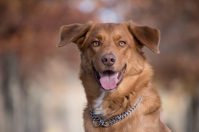 albany-pet-friendly-housing-640x480-87862328.jpeg