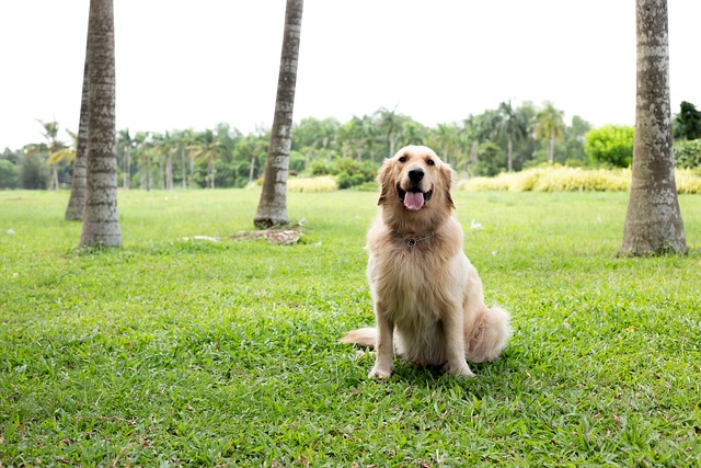 Albany pet friendly housing