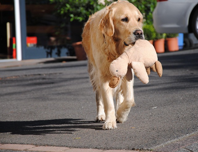 apartments-that-allow-dogs-in-albany-ny-640x480-28616903.jpeg