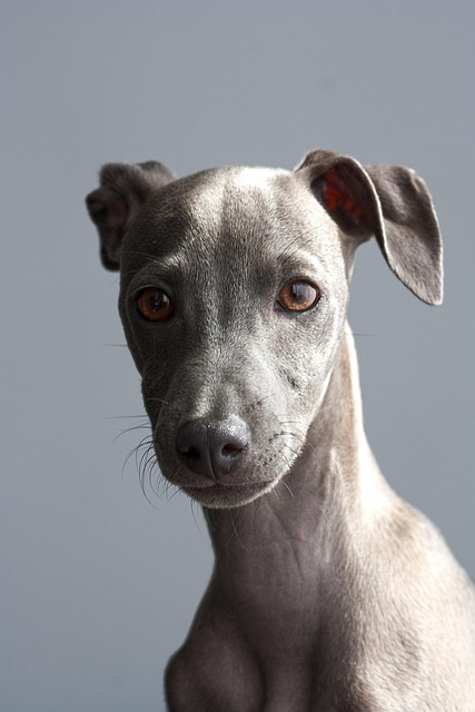 apartments-that-allow-dogs-in-albany-ny-640x480-37709118.jpeg
