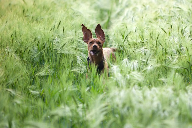 apartments-that-allow-dogs-in-albany-ny-640x480-44895918.jpeg