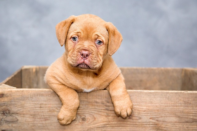 Apartments that allow dogs in Albany, NY