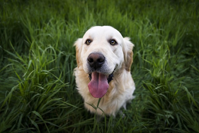 Apartments that allow dogs in Albany, NY
