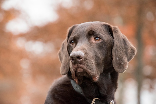 apartments-that-allow-dogs-in-albany-ny-640x480-99041742.jpeg