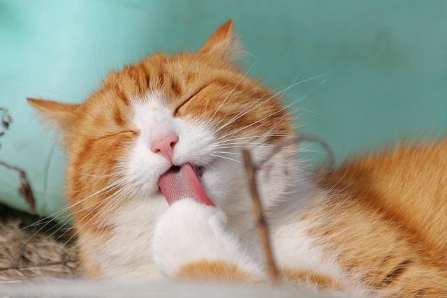 cat-friendly-rentals-albany-640x480-18319137.jpeg