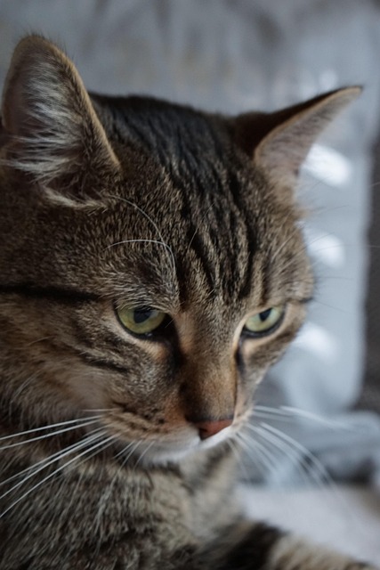 Cat friendly rentals Albany