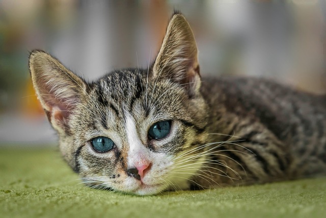 Cat friendly rentals Albany