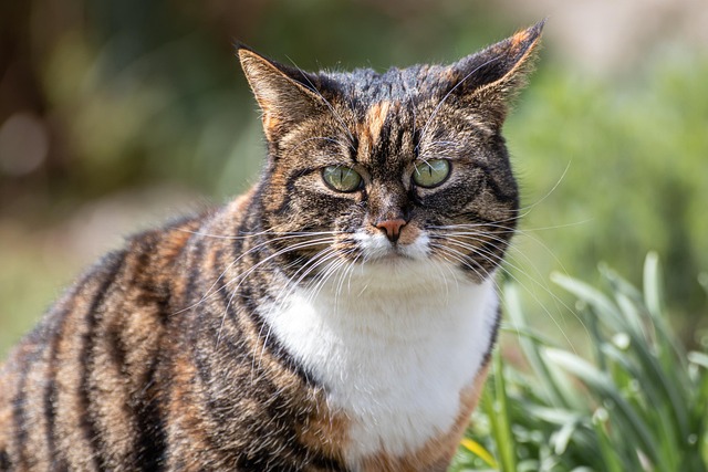 Cat friendly rentals Albany