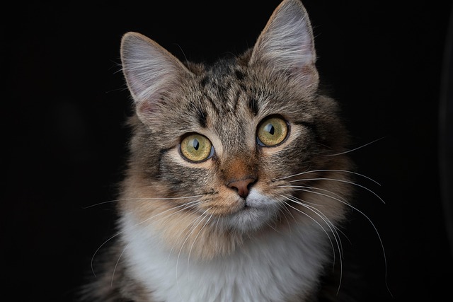 Cat friendly rentals Albany