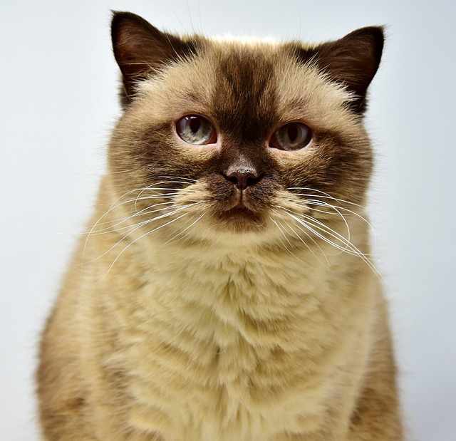 cat-friendly-rentals-albany-640x480-50152859.jpeg