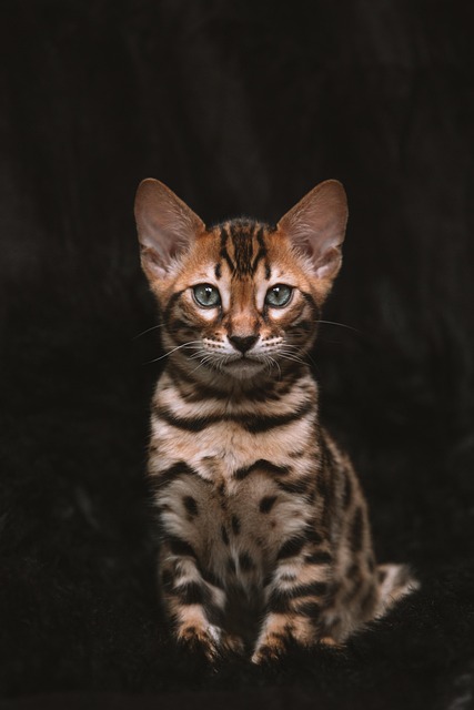 Cat friendly rentals Albany
