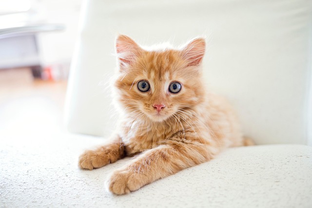 Cat friendly rentals Albany