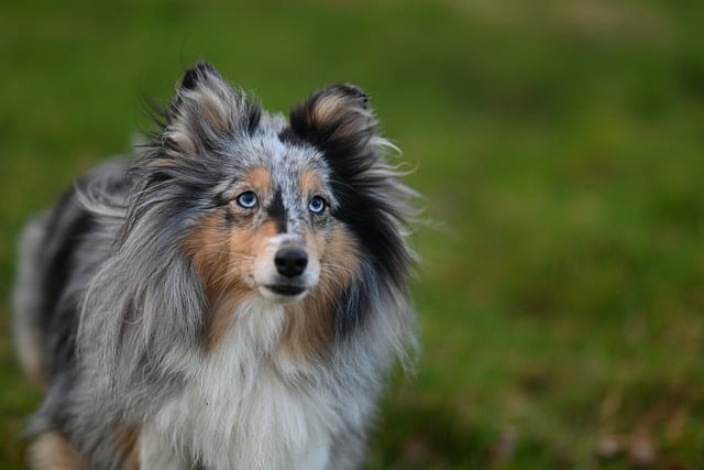 Cheap pet friendly apartment rentals Albany