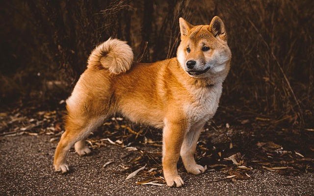 Dog parks near pet friendly apartments Albany