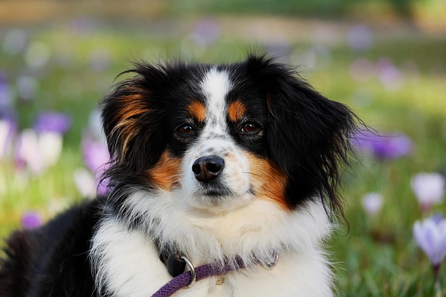 dog-parks-near-pet-friendly-apartments-a-640x480-402162.jpeg