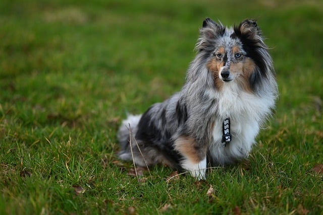 Dog parks near pet friendly apartments Albany