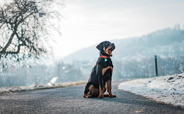 dog-parks-near-pet-friendly-apartments-a-640x480-4197374.jpeg