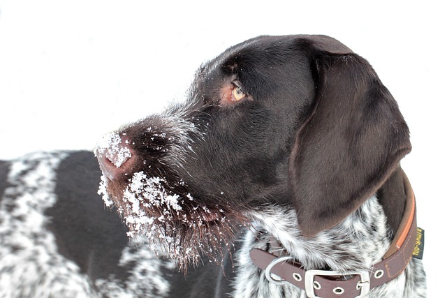 Dog parks near pet friendly apartments Albany