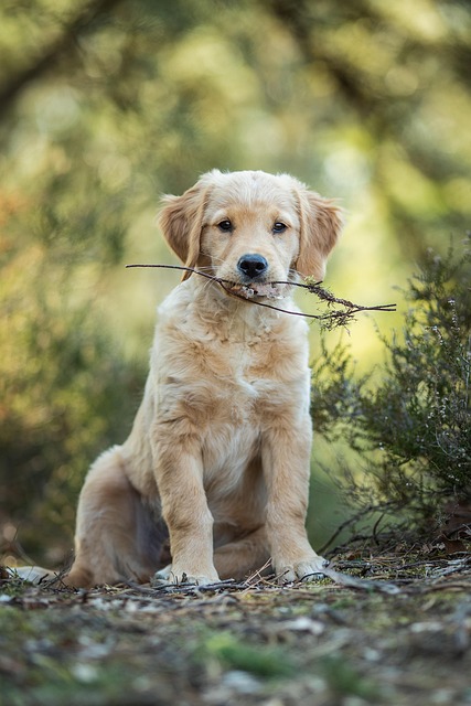 Dog parks near pet friendly apartments Albany