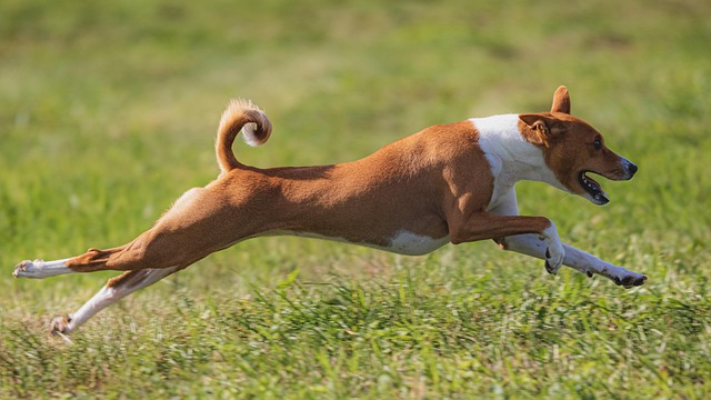 dog-parks-near-pet-friendly-apartments-a-640x480-59519514.jpeg
