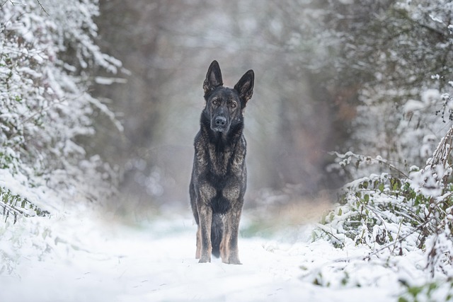 Dog parks near pet friendly apartments Albany