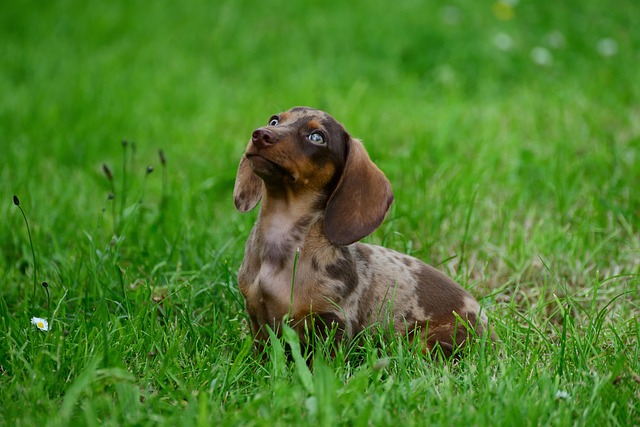 Dog parks near pet friendly apartments Albany