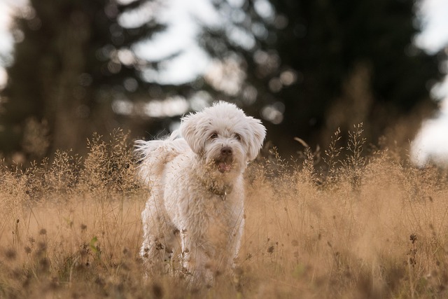 Dog parks near pet friendly apartments Albany