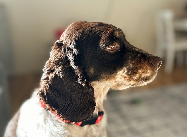 Dog parks near pet friendly apartments Albany