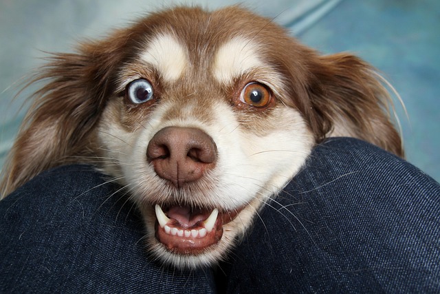 Dog parks near pet friendly apartments Albany