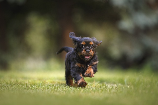 dog-parks-near-pet-friendly-apartments-a-640x480-89311458.jpeg