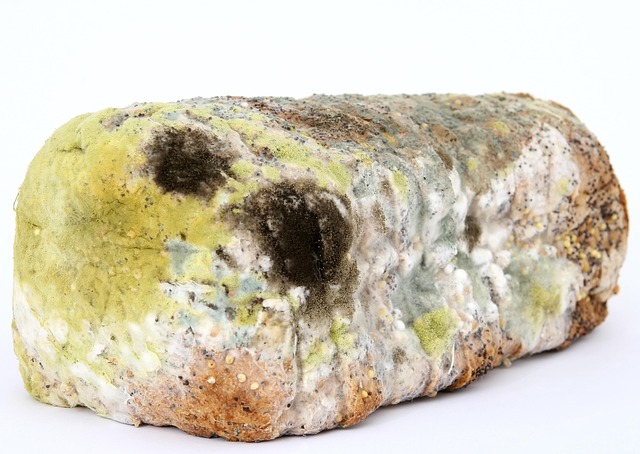 mold-remediation-640x480-18842960.jpeg