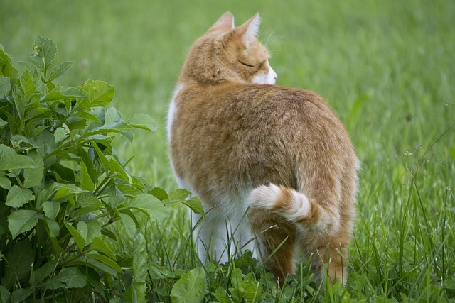 Pet deposit requirements in Albany apartments