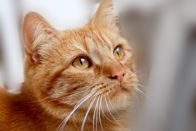 Pet-friendly apartments Albany