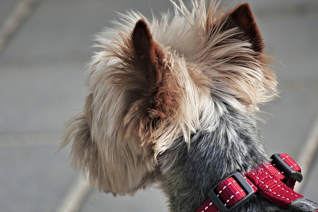 Pet-friendly apartments Albany