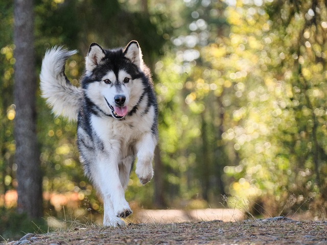 Pet friendly apartments in Albany