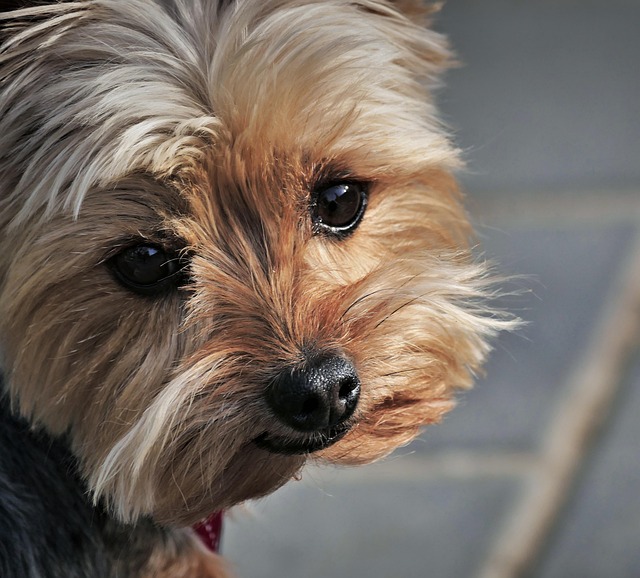 Pet friendly apartments in Albany
