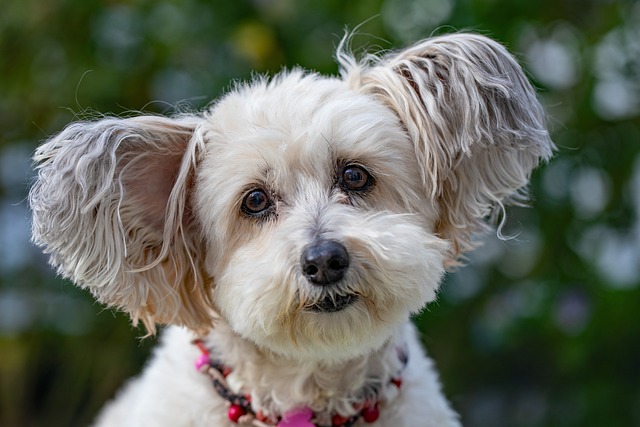 Pet friendly apartments in Albany