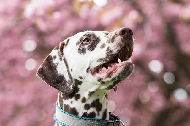 Pet friendly apartments in Albany