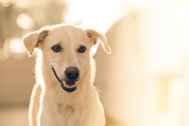Pet friendly apartments in Albany