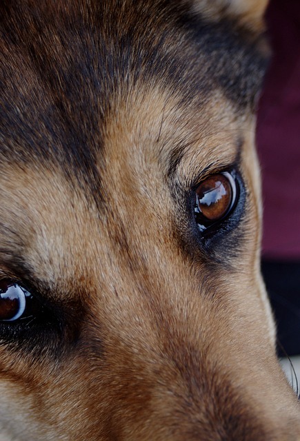 Pet-friendly apartments near UAlbany