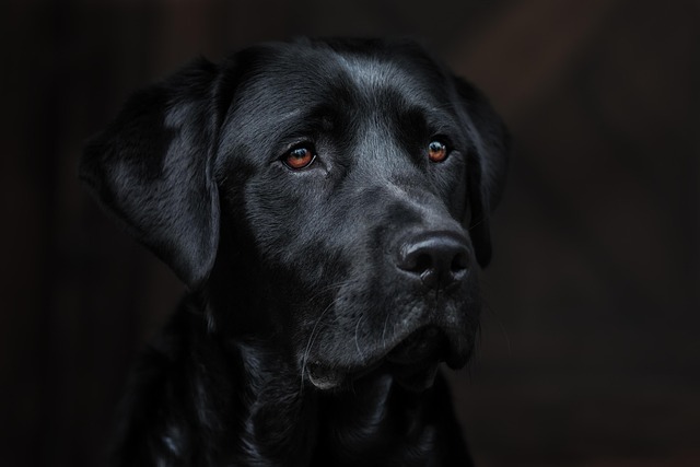 Pet friendly neighborhoods in Albany