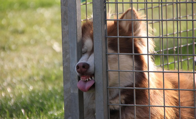 Pet friendly neighborhoods in Albany