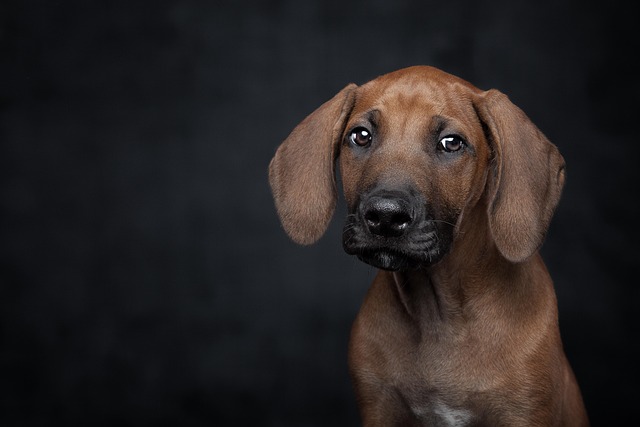 pet-friendly-studio-apartments-in-albany-640x480-45751262.jpeg