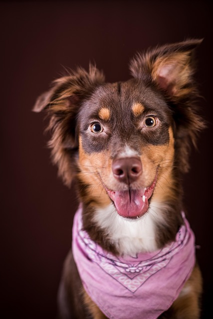 Pet-friendly studio apartments in Albany
