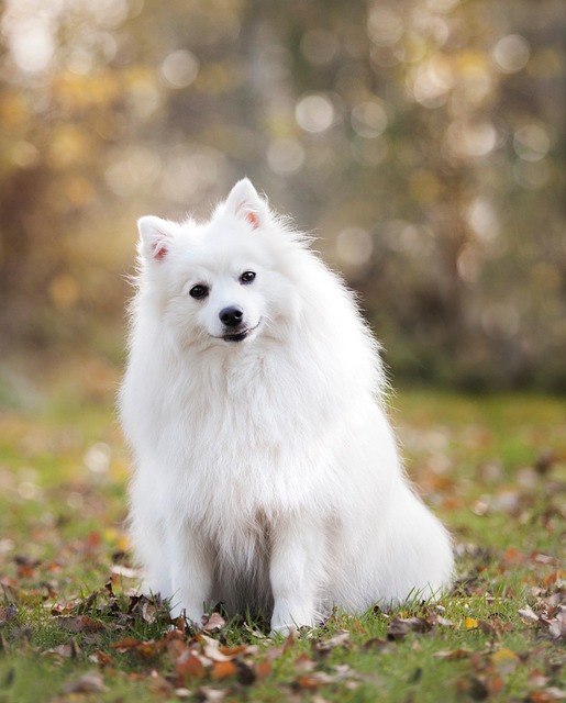 pet-sitting-services-near-me-in-albany-n-640x480-21499054.jpeg