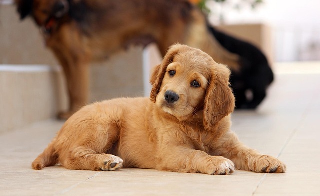 Pet sitting services near me in Albany, NY
