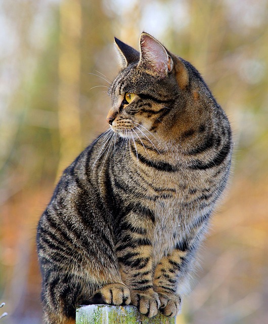 Pet sitting services near me in Albany, NY