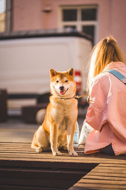 Pet sitting services near me in Albany, NY
