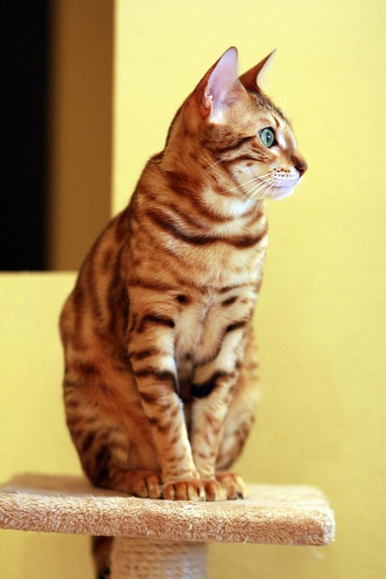 Pet sitting services near me in Albany, NY