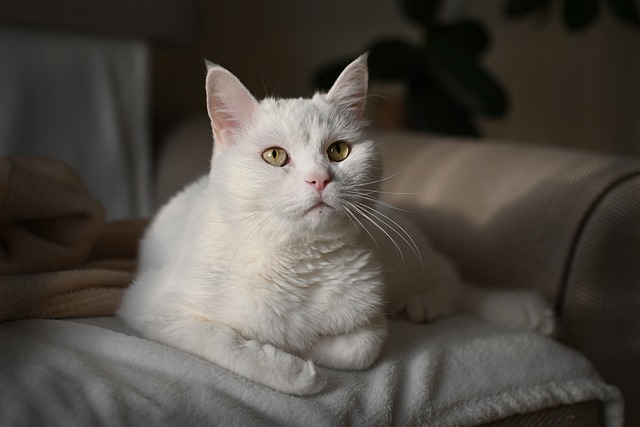Pet sitting services near me in Albany, NY